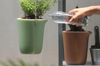 Jak nawadniać rośliny na urlopie? Zdjęcia