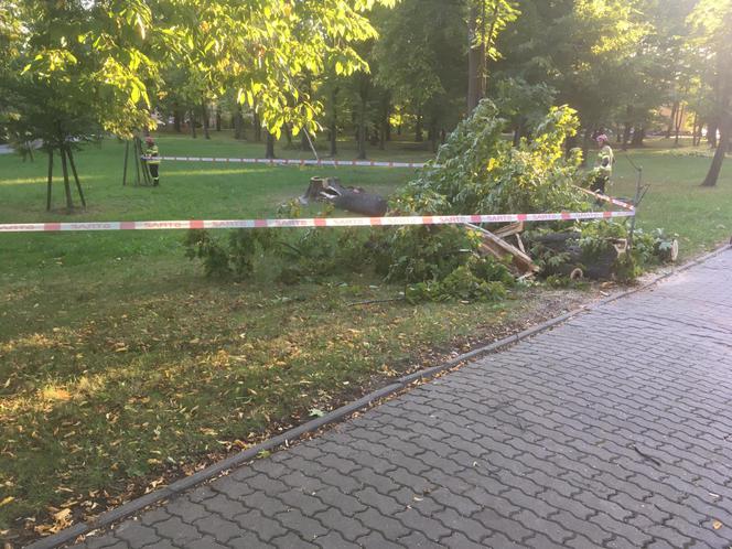 Powiśle. Halny łamał gigantyczne drzewa jak zapałki i przewracał je na samochody!