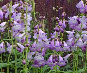 Penstemon 'Pensham Dorothy Wilson