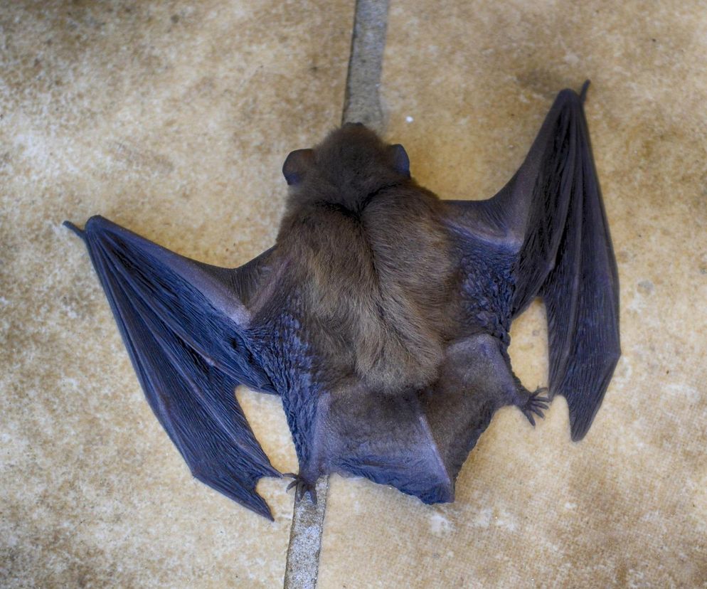 Wścieklizna w Poznania. Martwy nietoperz powodem alarmu i zakazów dla właścicieli zwierząt!