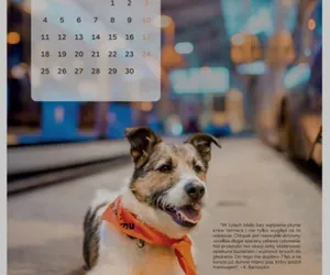 Toruń. MZK wsparło wydanie specjalnego kalendarza. Pieniądze ze sprzedaży pomogą schronisku dla zwierząt