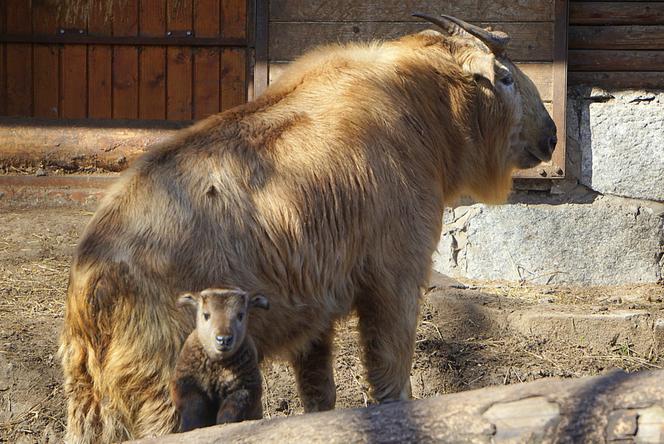 We wrocławskim zoo urodziła się samiczka takina złotego