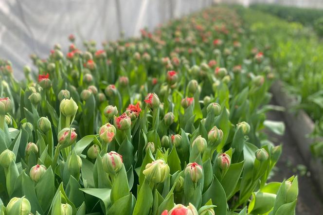 Tulipany w Łodzi 