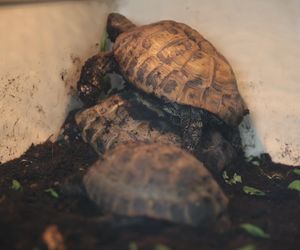 ZooPark ponownie przyciągnął do Targów Lublin tłumy miłośników zwierząt
