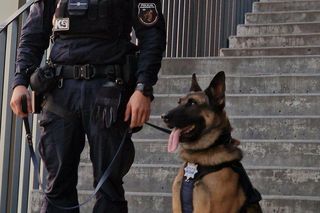 Te psy to superbohaterowie. Pełnią służbę w Policji Śląskiej i są elitą w całej Polsce 