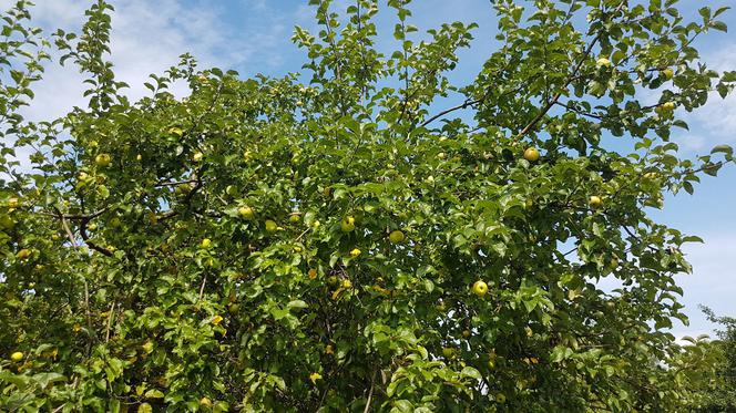 RZESZÓW: Dojrzewają już owoce w rzeszowskim Sadzie Miejskim! [FOTO, WIDEO]