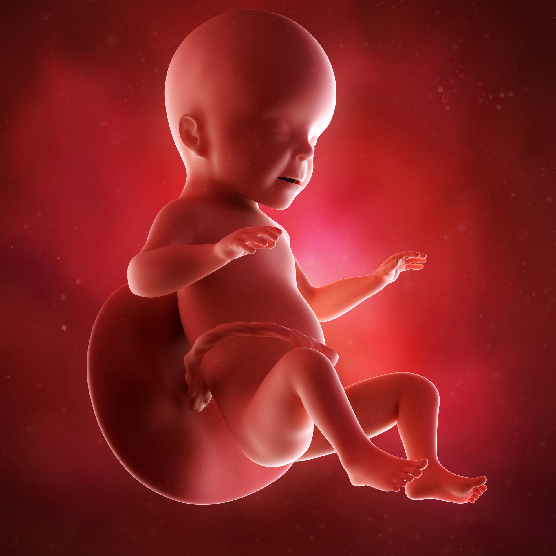 Ребенок в 26 недель в животе. Плод ребенка. 26инеделя беременности.