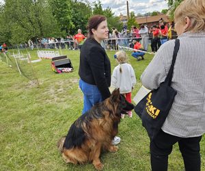 Festiwal Przyjaciół Zwierząt w Olsztynie. Park Centralny opanowały radosne pieski