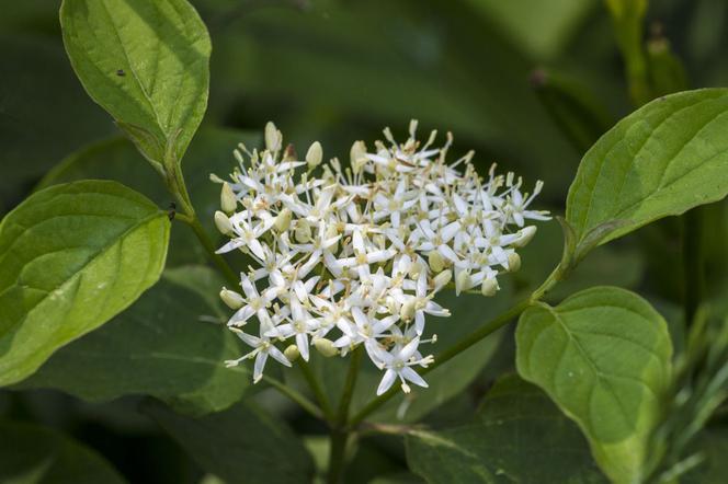 Dereń rozłogowy - Cornus sericea