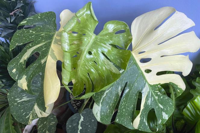 Monstera variegata