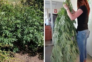 W przydomowym ogródku uprawiała marihuanę. 42-latce grozi do 3 lat za kratkami