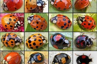 Biedronki azjatyckie oblepiły ściany budynków i okna