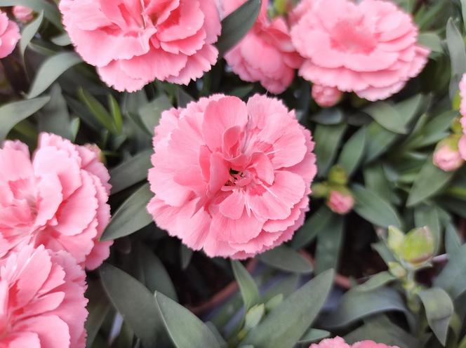 Goździk ogrodowy (Dianthus caryophyllus)