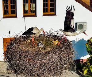 Koniec lata? Bociany odlatują wcześniej!