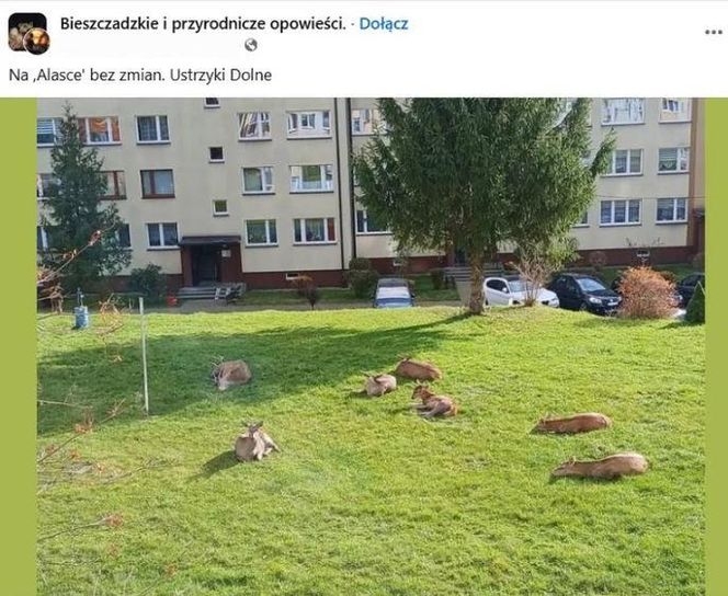 Dzikie zwierzęta pod blokiem w Ustrzykach Dolnych