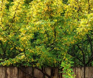 Karagana syberyjska Pendula i inne odmiany karagany