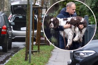 Donald Tusk dźwigał Portosa. Tak dobrze ma pies jego córki! [ZDJĘCIA]
