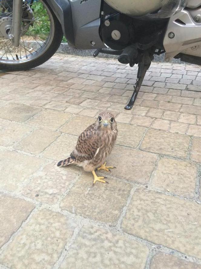 Pustułki przy Millenium Hall w Rzeszowie