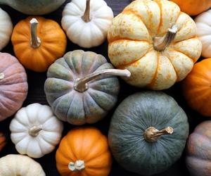 Sezon na dynię w pełni. Uważaj na zespół toksycznego kabaczka