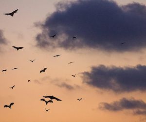 Słynny wampir opanuje Toruń