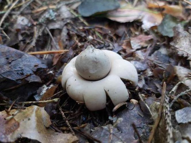 Dziwny grzyb wyglądający jak UFO! Takie cudo można znaleźć w polskich lasach [ZDJĘCIA]