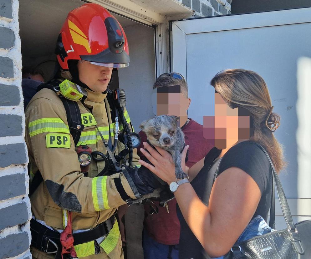  Heroiczna walka strażaków z ogniem. Uratowali psa z płonącego budynku