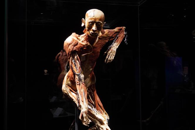 Wystawa z ludzkiego ciała. Body Worlds powróciła do Gdańska po 5 latach 