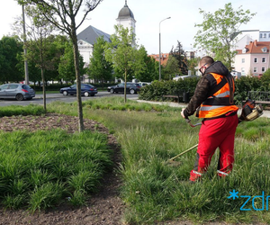 Poznań zmienia zasady koszenia trawników i terenów zielonych! Oto TRAWNIKOWE ABC! 