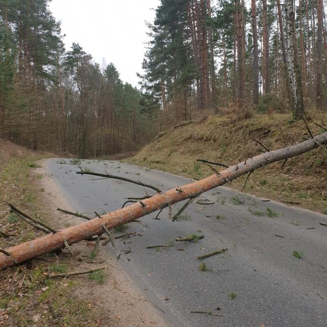 Szkody po Orkanie Eunice. Zrywało dachy, wyrywało grube drzewa, brakowało prądu