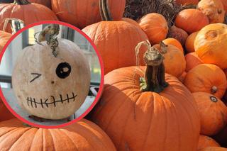 Nie marnuj dyni! Co zrobić z dekoracją po Halloween?