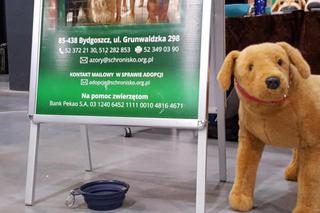 Tysiące psów i odwiedzających. II Międzynarodowa wystawa Psów Rasowych odbyła się w Bydgoszczy
