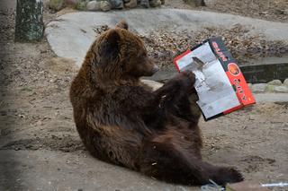 To trzeba zobaczyć! Tak „ćwiczy” niedźwiedź uratowany z kijowskiego ZOO