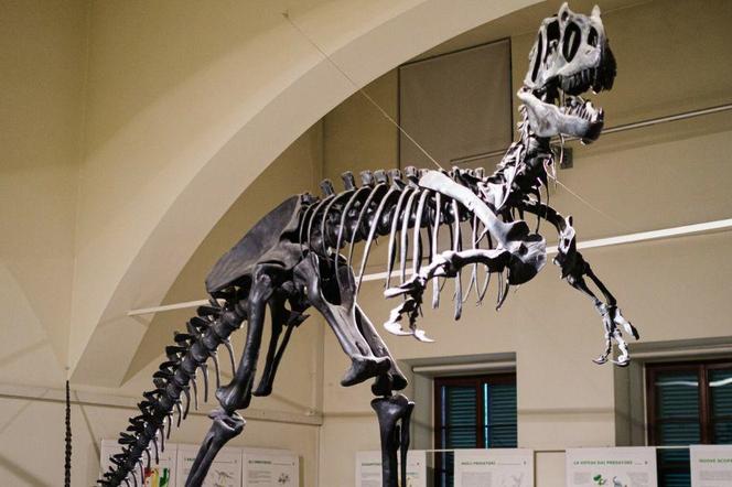 Szkielet dinozaura wystawiony na sprzedaż