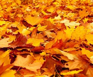Co zrobić z liśćmi na jesień? Mogą okazać się bardzo pożyteczne