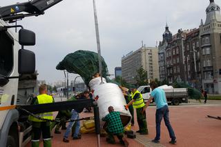 Palmy wróciły na rynek w Katowicach