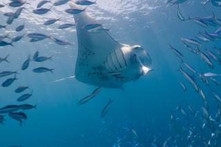Niezwykła atrakcja wrocławskiego zoo! Spotkanie twarzą w twarz z gorylami górskimi 