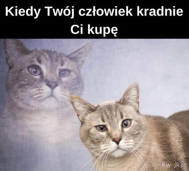 Dzień Kota 2020