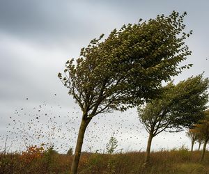 Silny wiatr nad Polską. IMGW ostrzega przed porywami do 90 km/h?