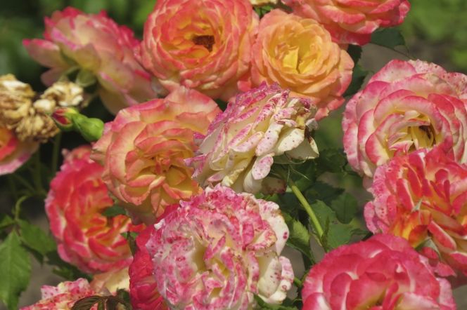 roze-ogrodowe