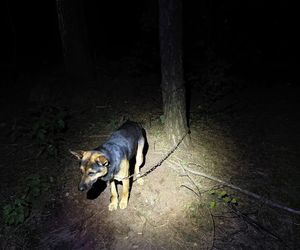 Grześ skazany na śmierć w męczarniach. Bestia przywiązała go do drzewa! Błagamy o pomoc