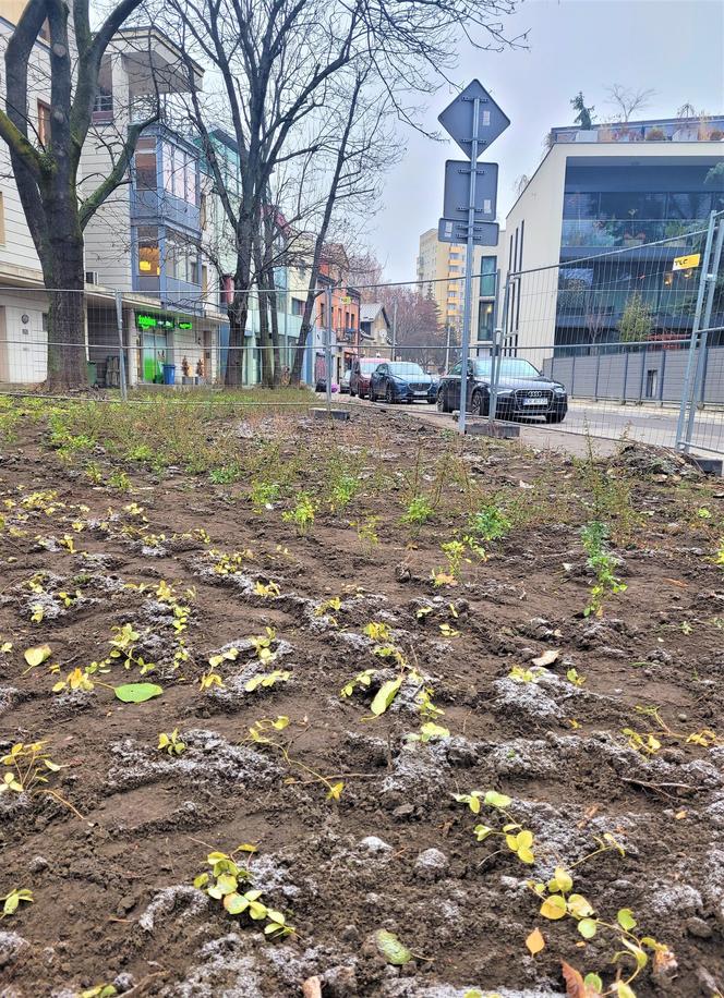 W mieście będzie jeszcze bardziej zielono. Trwają prace w krakowskich parkach