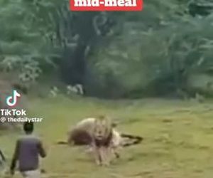 Turysta zobaczył lwa i naprawdę to zrobił! Zobacz, co stało się później