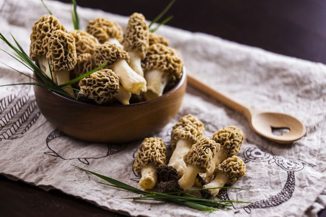 Smardze – wiosenne rarytasy! Gdzie można legalnie zbierać te wyjątkowe grzyby?