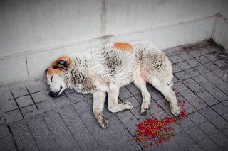 Zostawił psa na upale i poszedł do domu. Kiedy wrócił, było już za późno