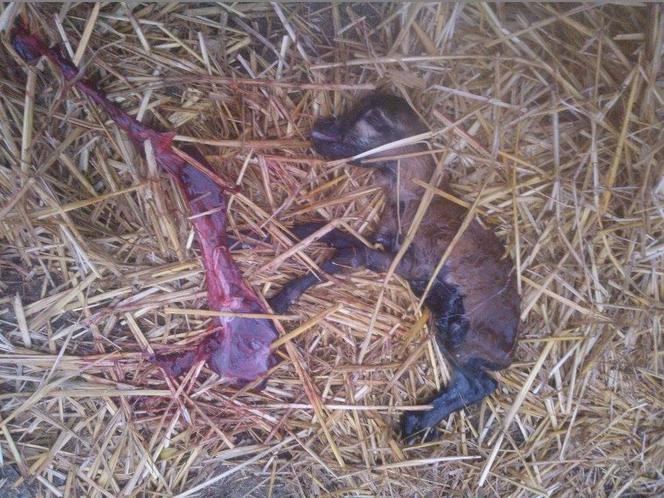 ŻYWEJ SZOPKI NIE BĘDZIE - ZEŻARŁY JĄ SZATAŃSKIE OGARY.