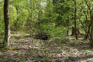 Leży w pobliżu centrum Olsztyna i wygląda bajecznie wiosną. Zobacz piękny rezerwat Mszar [ZDJĘCIA]