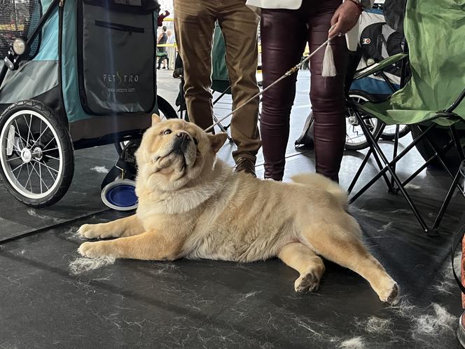 ​XXVII Międzynarodowa Wystawa Psów Rasowych - POMERANIA SHOW