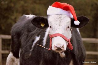 Fundacja Inter Pares prosi o pomoc. Brakuje siana dla koni