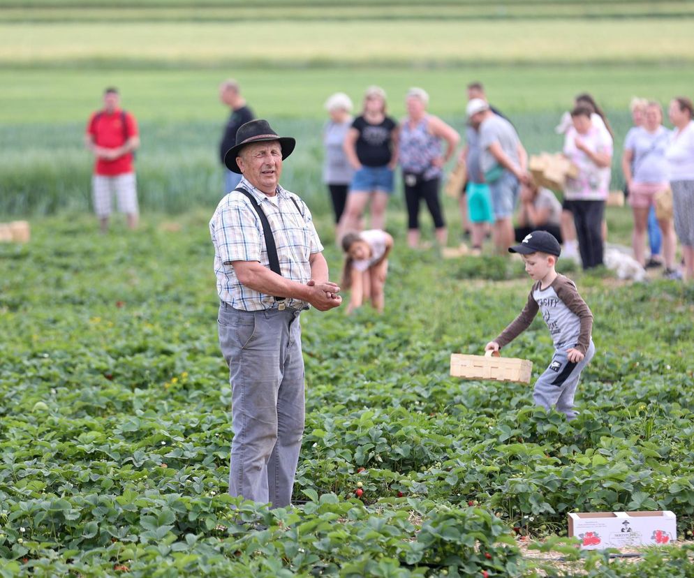 Samozbiory truskawek w Zbrosławicach to prawdziwy hit 
