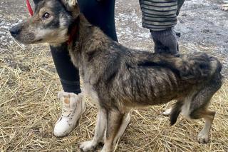 Policjanci z Inowrocławia komentują: Wygląd pieska aż zapiera dech… z rozpaczy [ZDJĘCIA]